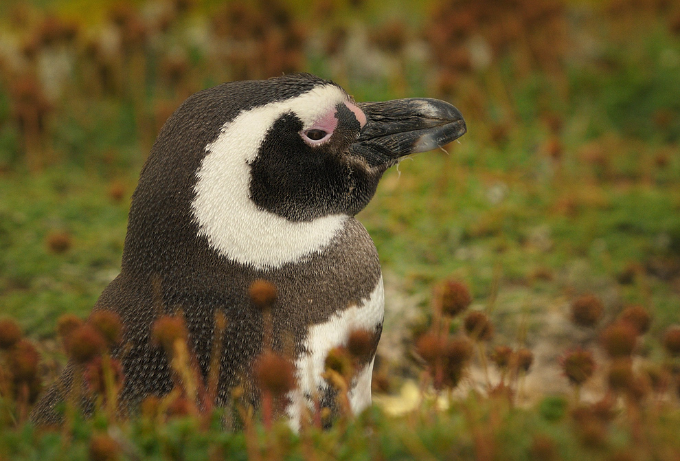 Magellan Pinguine.....