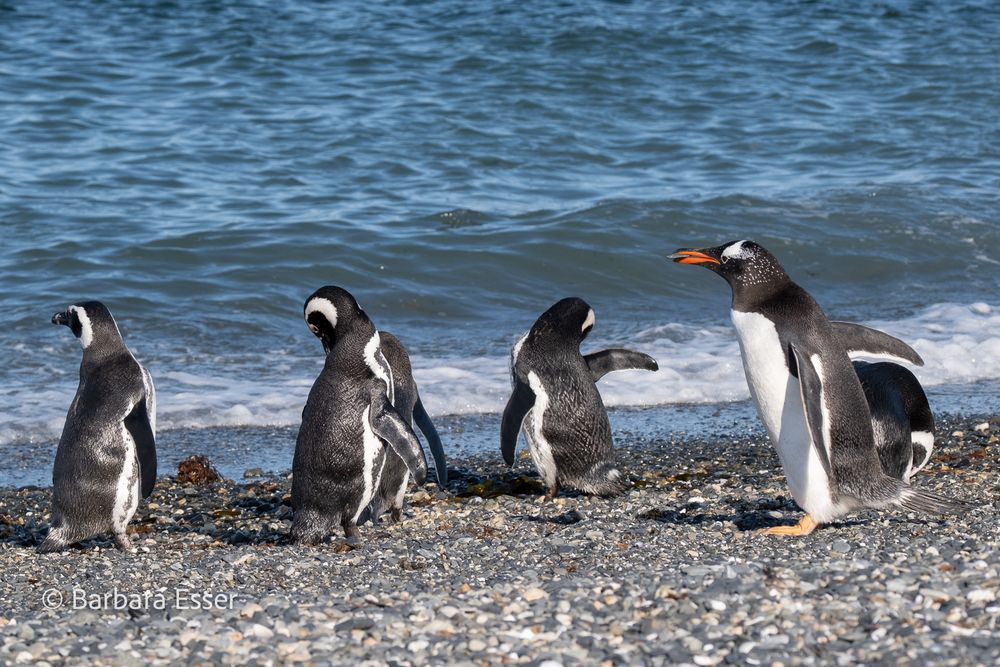 Magellan-Pinguine