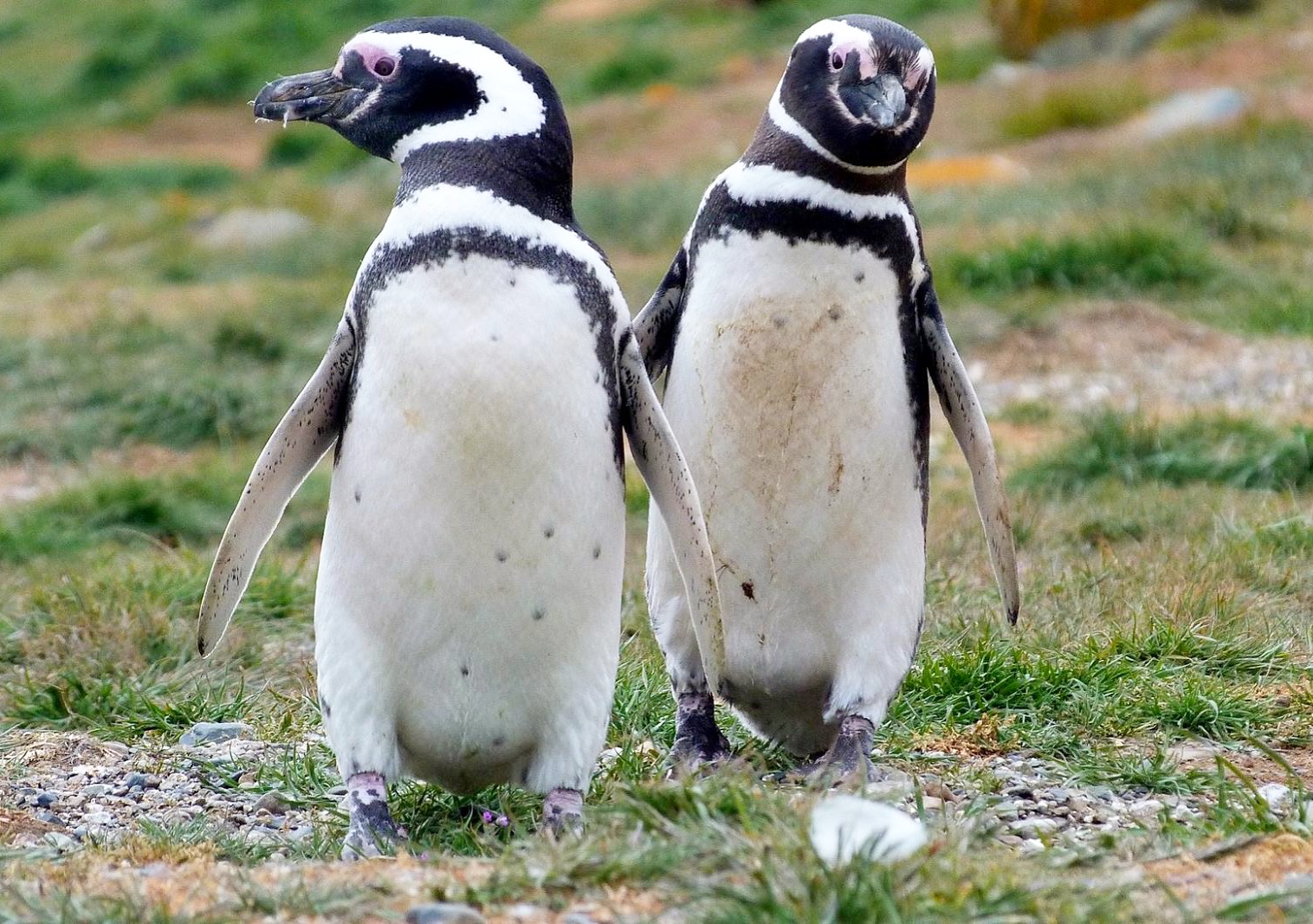 Magellan-Pinguine auf der Isla Magdalena 