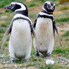 Magellan-Pinguine auf der Isla Magdalena 