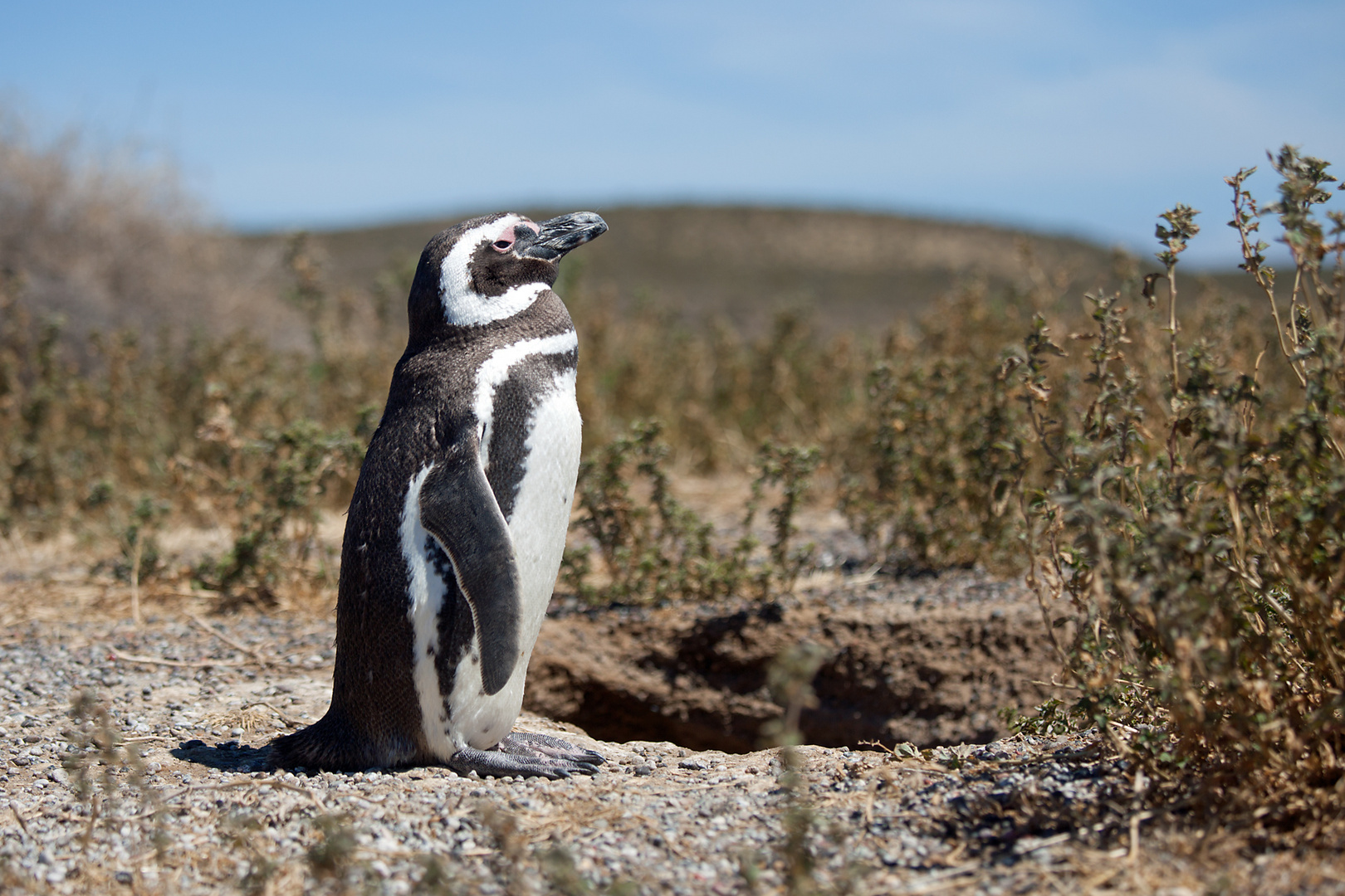 Magellan-Pinguine auf der Valdes-Halbinsel in Patag