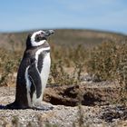 Magellan-Pinguine auf der Valdes-Halbinsel in Patag