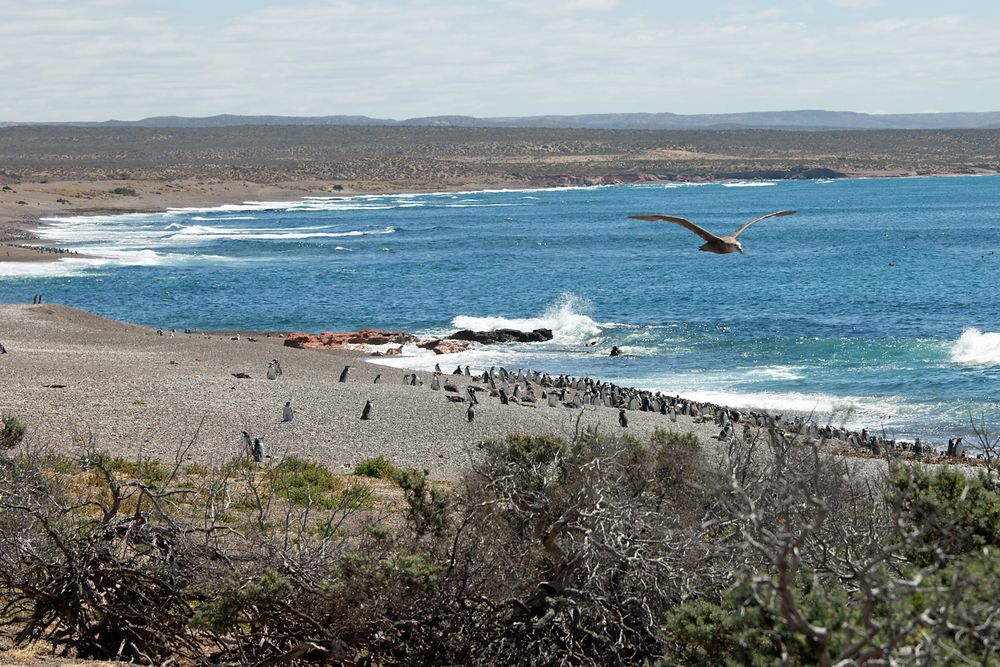 Magellan-Pinguine auf der Valdes-Halbinsel in Patag