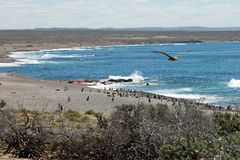 Magellan-Pinguine auf der Valdes-Halbinsel in Patag