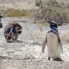 Magellan-Pinguine auf der Valdes-Halbinsel in Patag