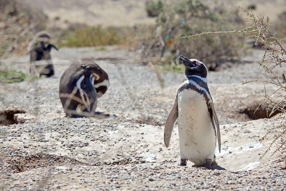 Magellan-Pinguine auf der Valdes-Halbinsel in Patag