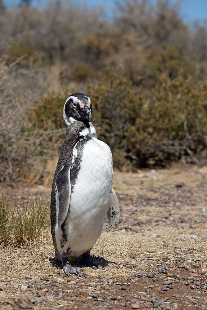 Magellan-Pinguine auf der Valdes-Halbinsel in Patag