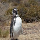 Magellan-Pinguine auf der Valdes-Halbinsel in Patag