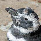 Magellan-Pinguine auf der Valdes-Halbinsel in Patag