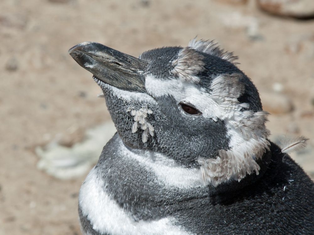 Magellan-Pinguine auf der Valdes-Halbinsel in Patag