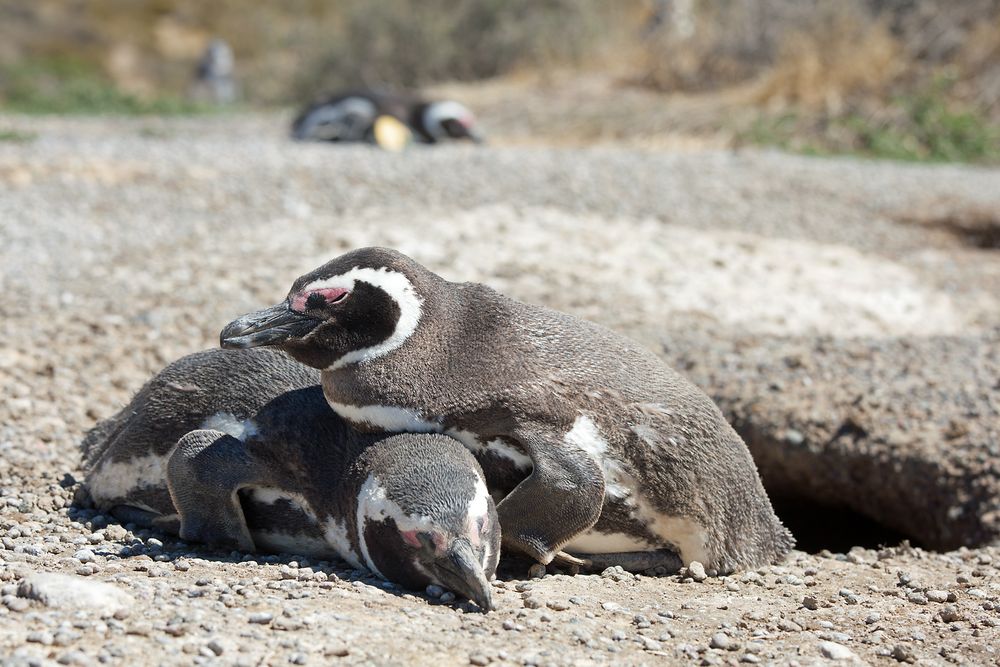 Magellan-Pinguine auf der Valdes-Halbinsel in Patag