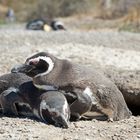 Magellan-Pinguine auf der Valdes-Halbinsel in Patag