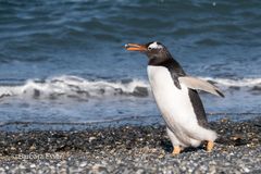 Magellan-Pinguine