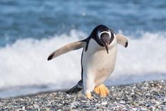 Magellan-Pinguine