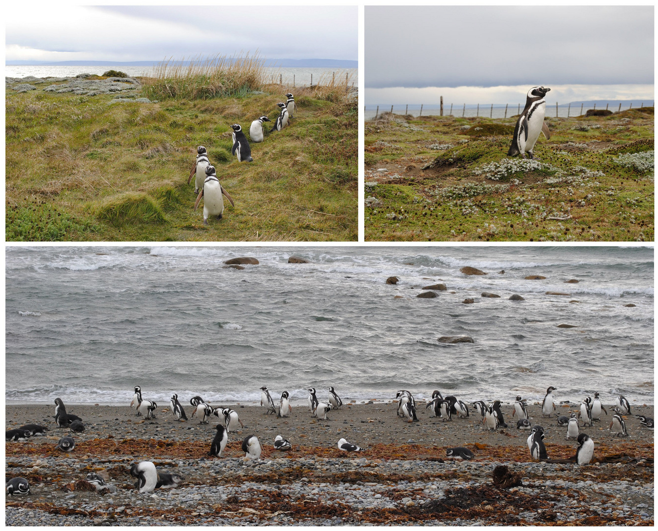 Magellan Pinguine, Chile 2009