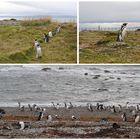 Magellan Pinguine, Chile 2009