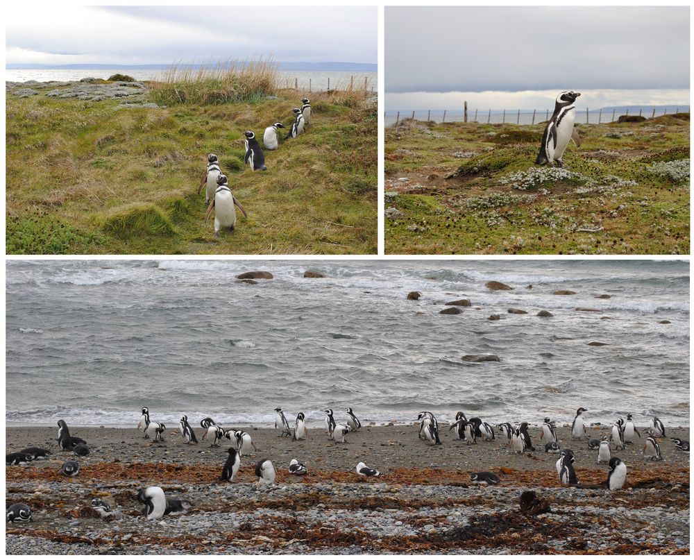 Magellan Pinguine, Chile 2009 Foto & Bild | south america, chile ...