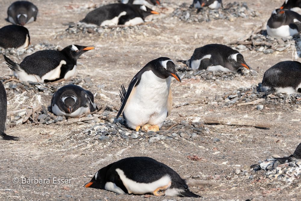 Magellan-Pinguine