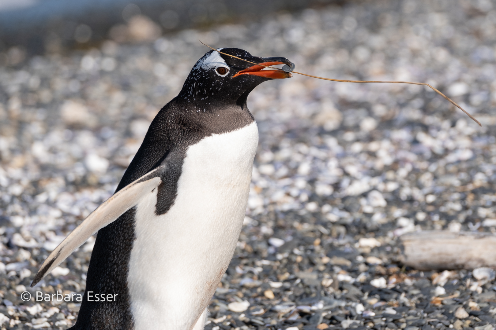 Magellan-Pinguine