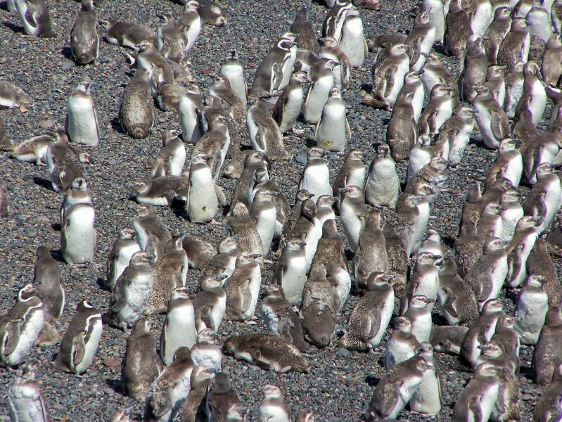 Magellan Pinguine II