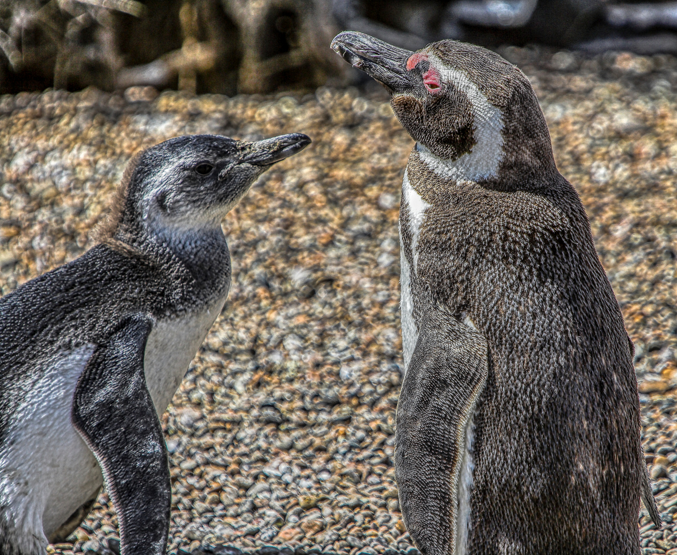 Magellan-Pinguine in Argentinien