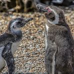 Magellan-Pinguine in Argentinien