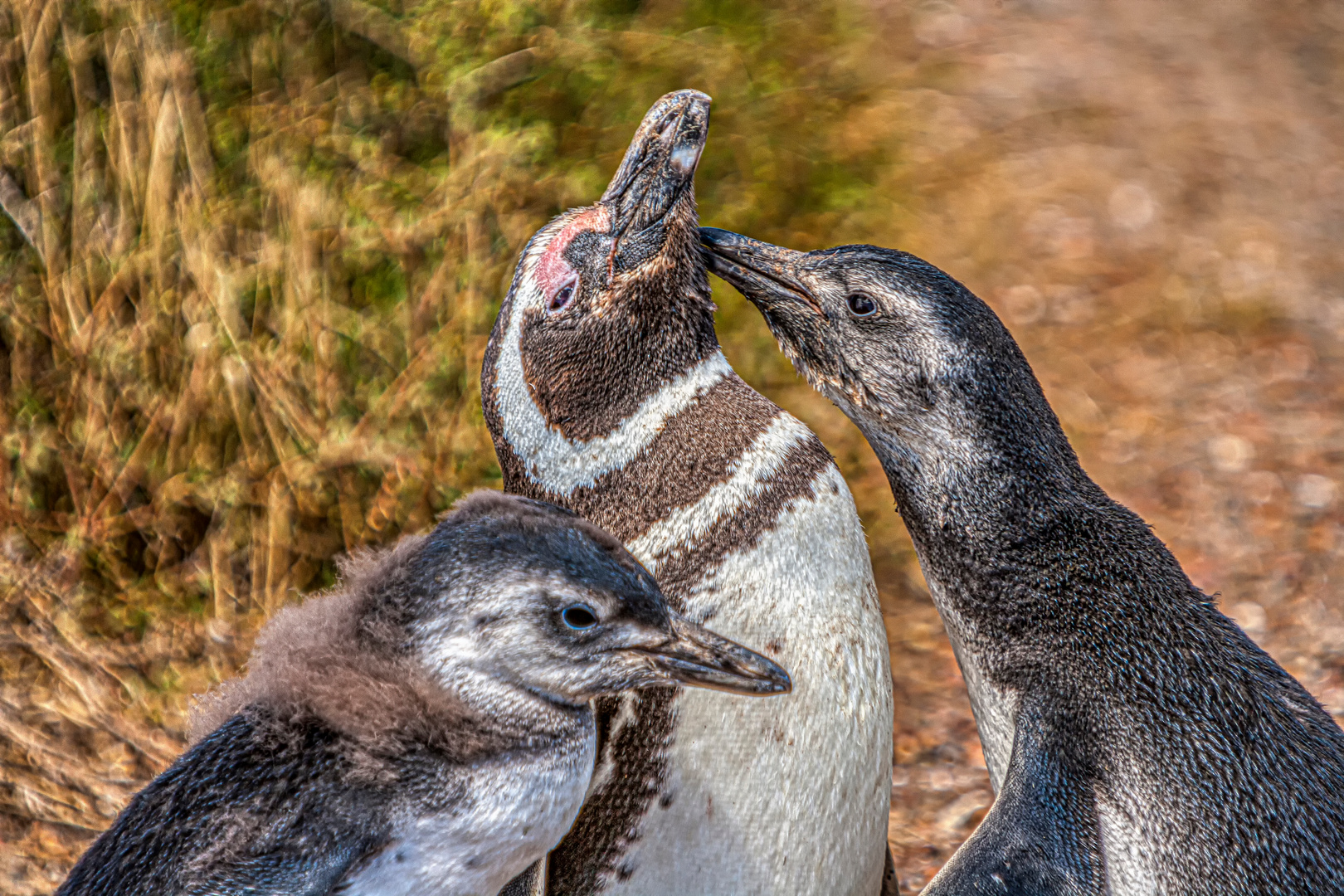 Magellan-Pinguine - Papa ist der Beste