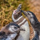 Magellan-Pinguine - Papa ist der Beste