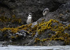 Magellan und Humboldt Pinguine