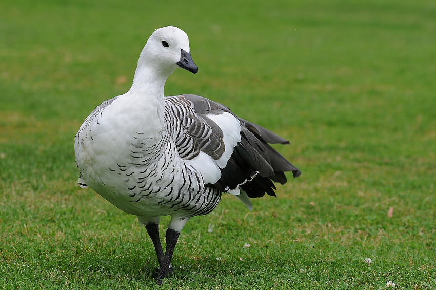 Magellangans (Chloephaga picta picta)