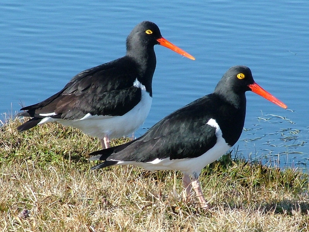 Magellanic Oystercatcher.