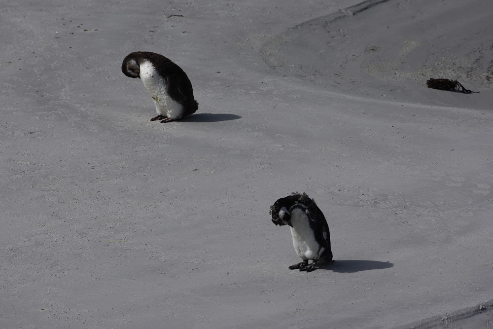 Magellanic Penguin, moulting, Falkland Island 2009