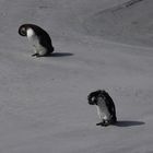 Magellanic Penguin, moulting, Falkland Island 2009