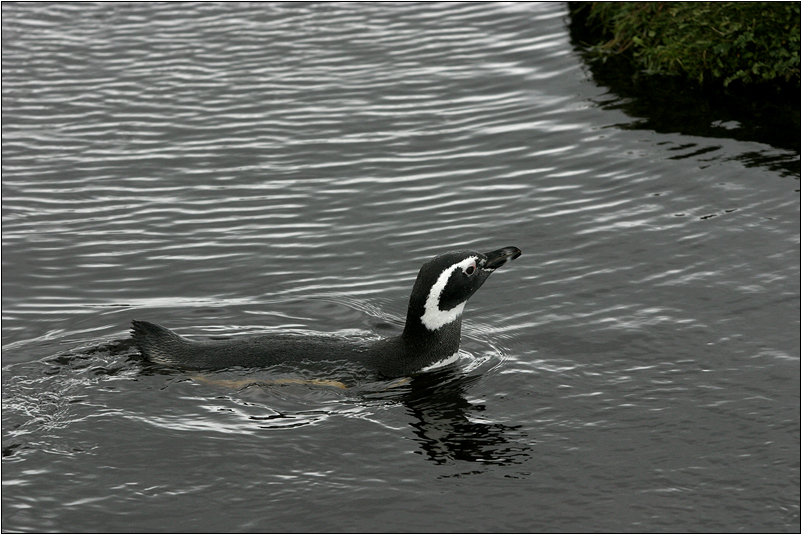 magellanpinguin