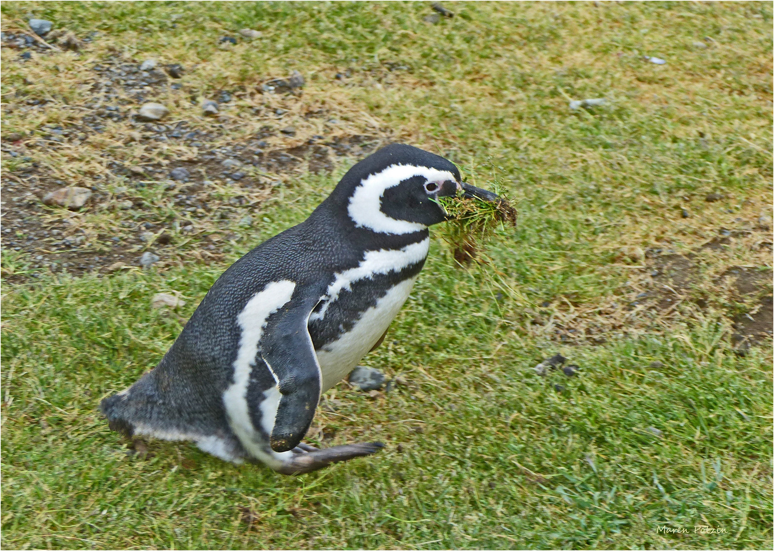 Magellanpinguin