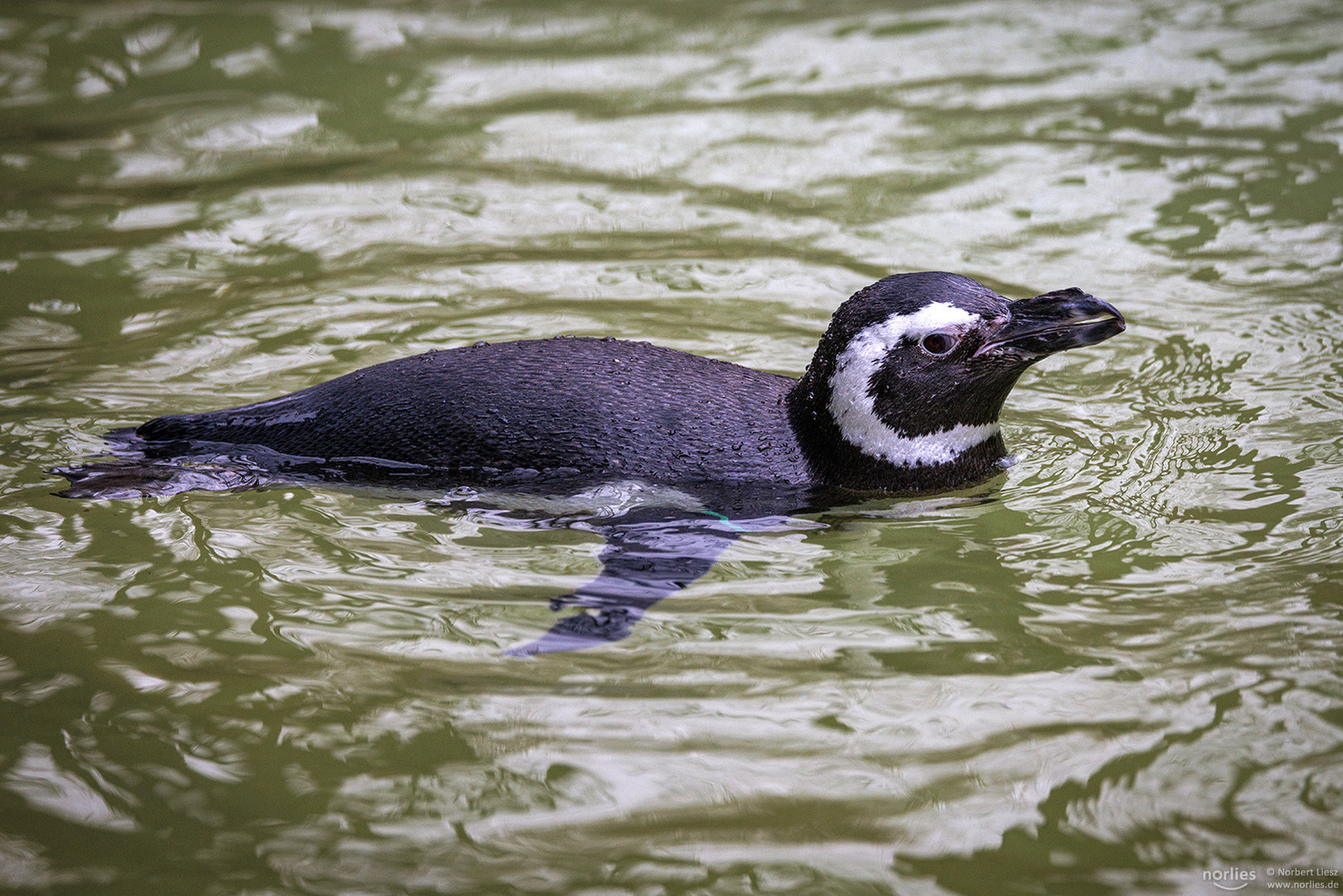 Magellanpinguin