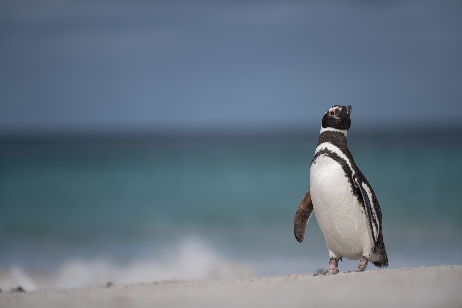 Magellanpinguin am Strand