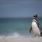 Magellanpinguin am Strand