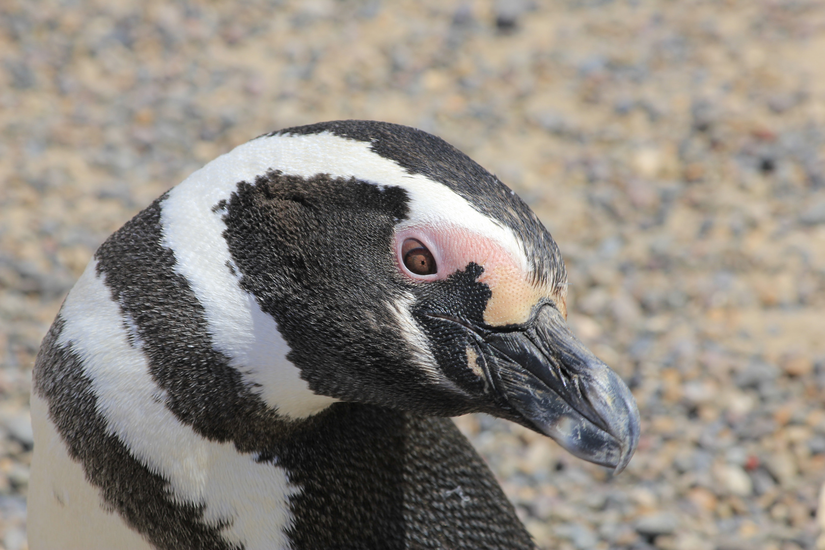 Magellanpinguin an der Küste Argentiniens