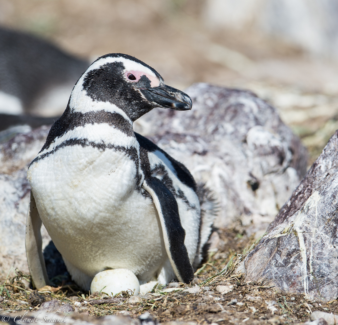 Magellanpinguin beim brüten