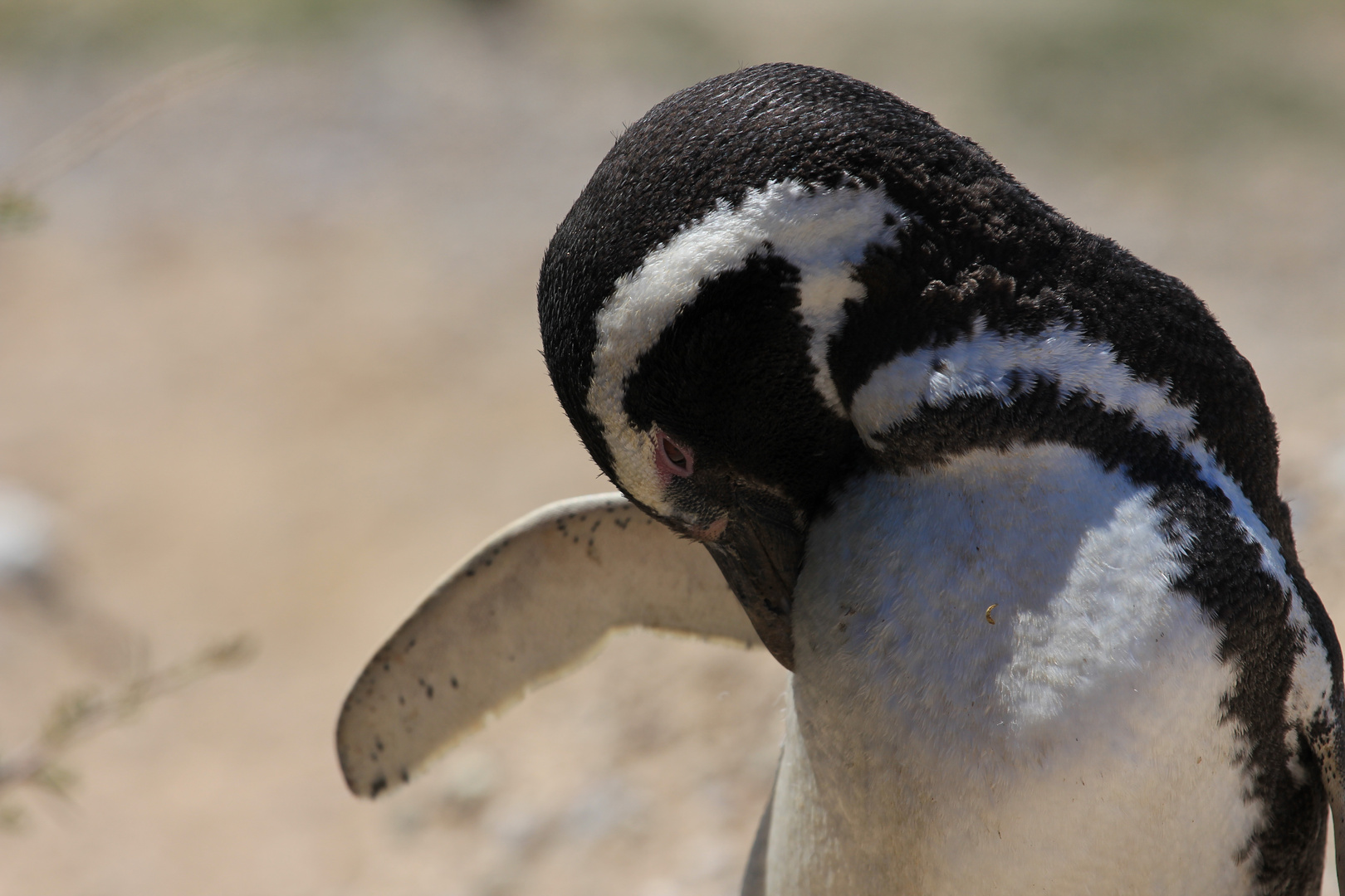 Magellanpinguin Halbinsel Valdés