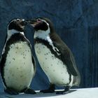 Magellanpinguin (Spheniscus magellanicus)