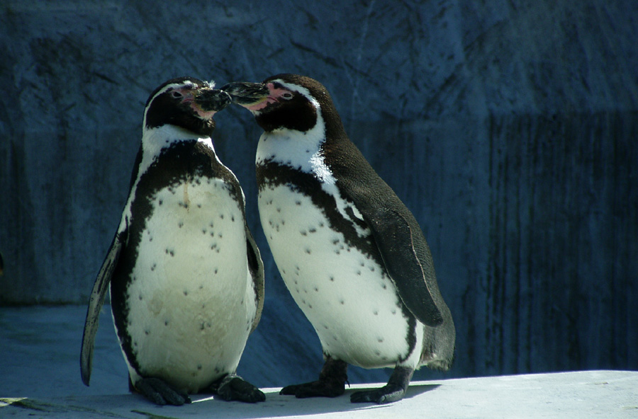 Magellanpinguin (Spheniscus magellanicus)