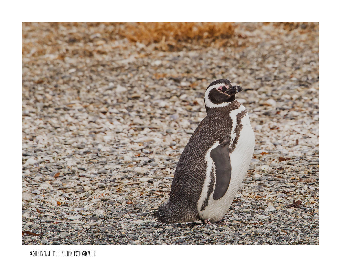 Magellanpinguine