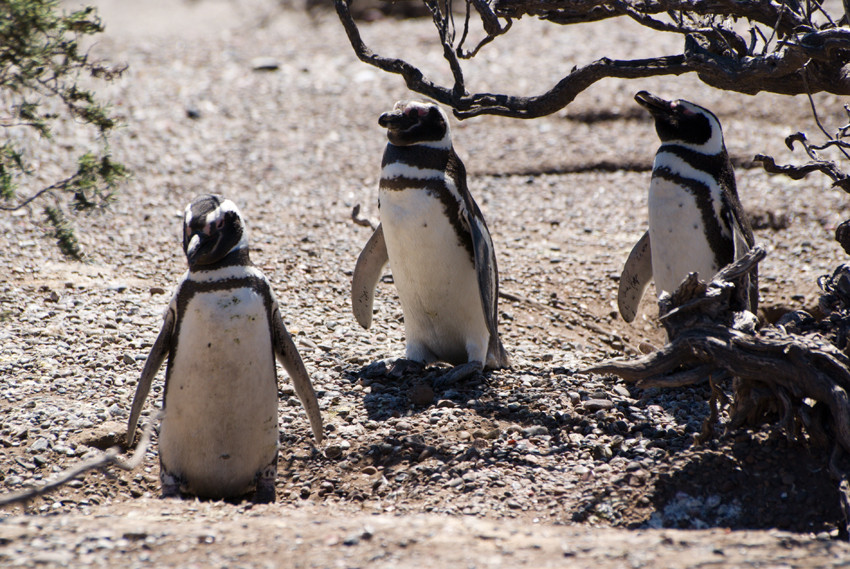 Magellanpinguine