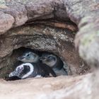 Magellanpinguine auf Carcass Islands