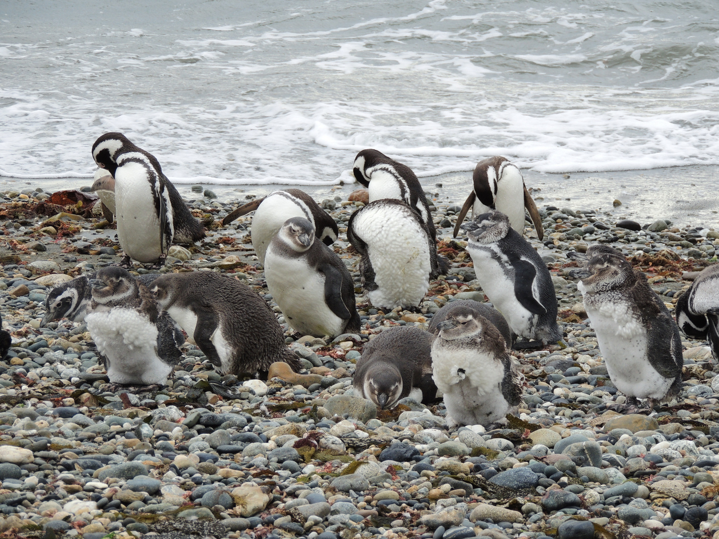 Magellanpinguine