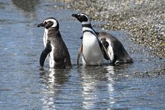 Magellanpinguine