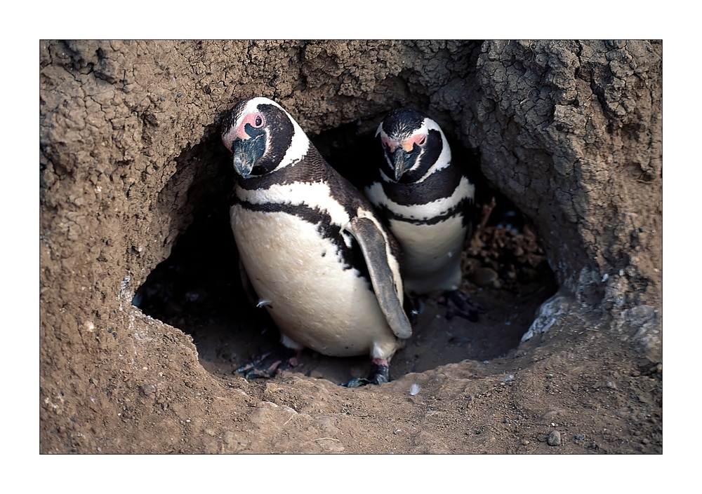 Magellanpinguine in Ihrer Bruthöhle