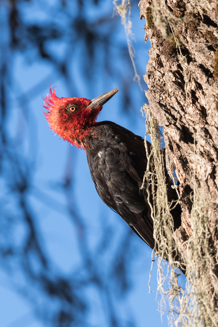 Magellanspecht Männchen (Campephilus magellanicus), in Chillán, Chile